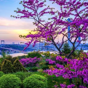 saffetemretonguc-erguvan Boğaz saffetemretonguc-erguvan Boğaz